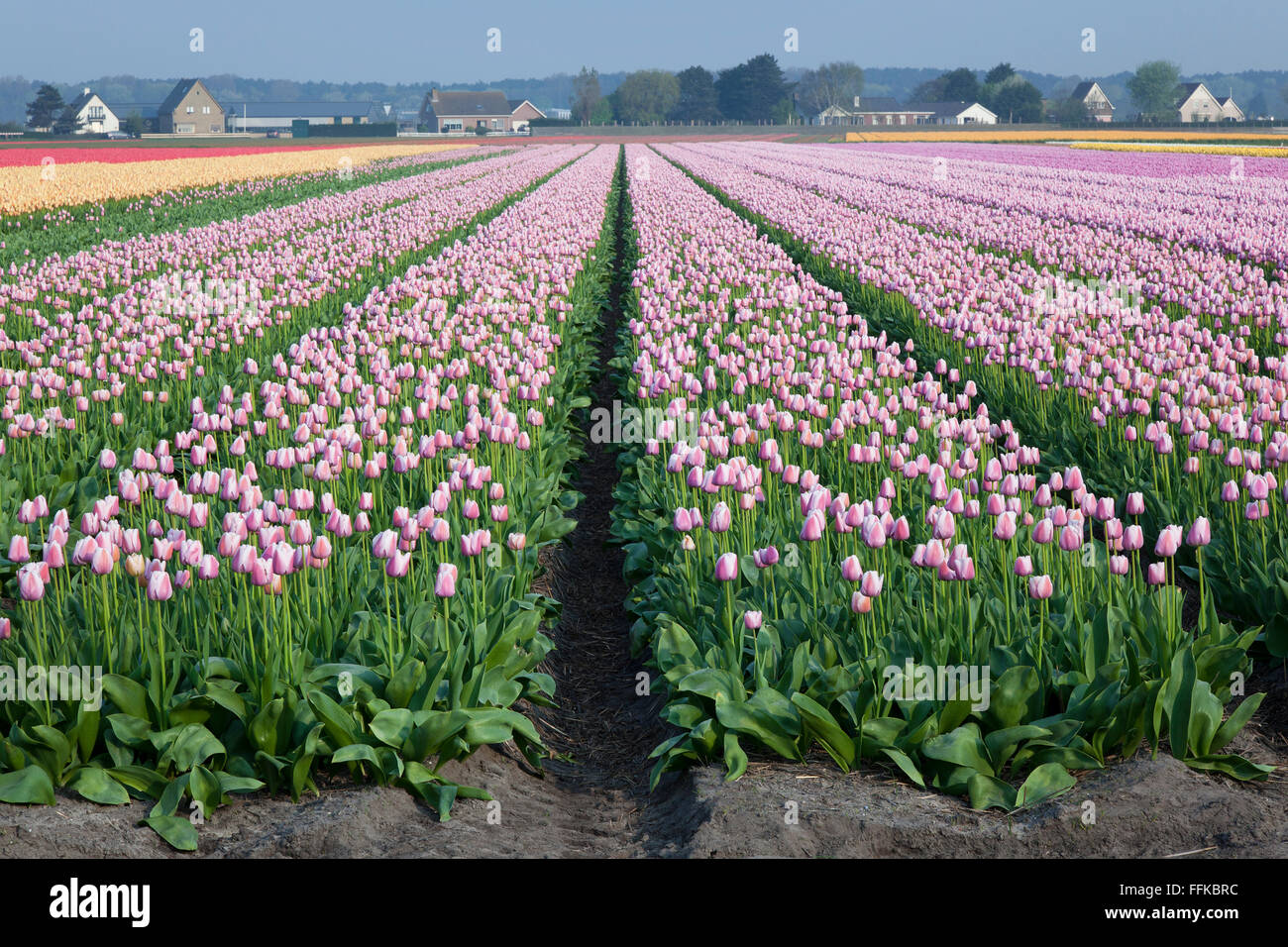 Niederländischen Tulpenfelder im Frühling Stockfoto
