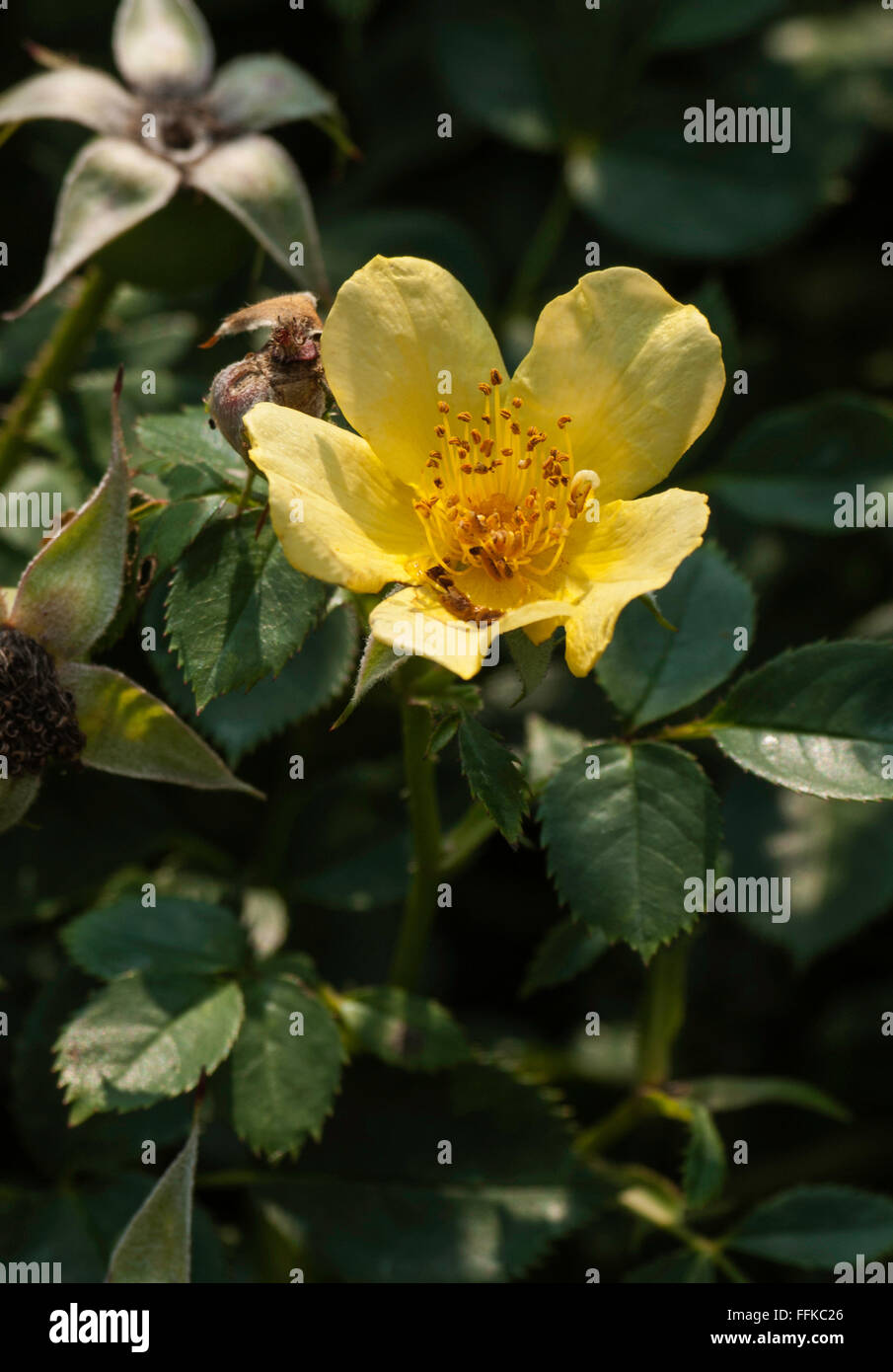 Miniatur, Terrasse.  Shrublet, Rose Baby Liebe, Rosa, Stockfoto