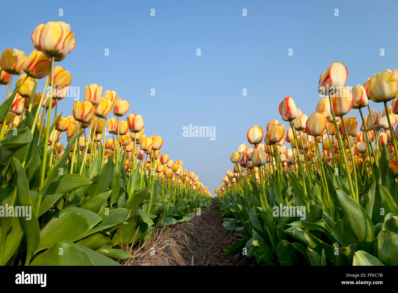 Niederländischen Tulpenfelder im Frühling aus einem niedrigen Winkel gesehen Stockfoto