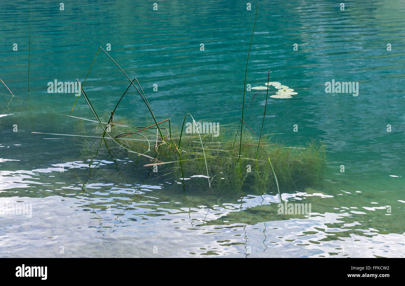 Reed structure -Fotos und -Bildmaterial in hoher Auflösung – Alamy