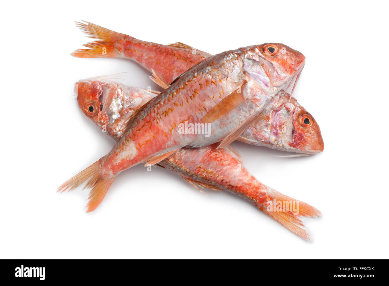 Frische rohe rote Meerbarbe Fische auf weißem Hintergrund Stockfoto
