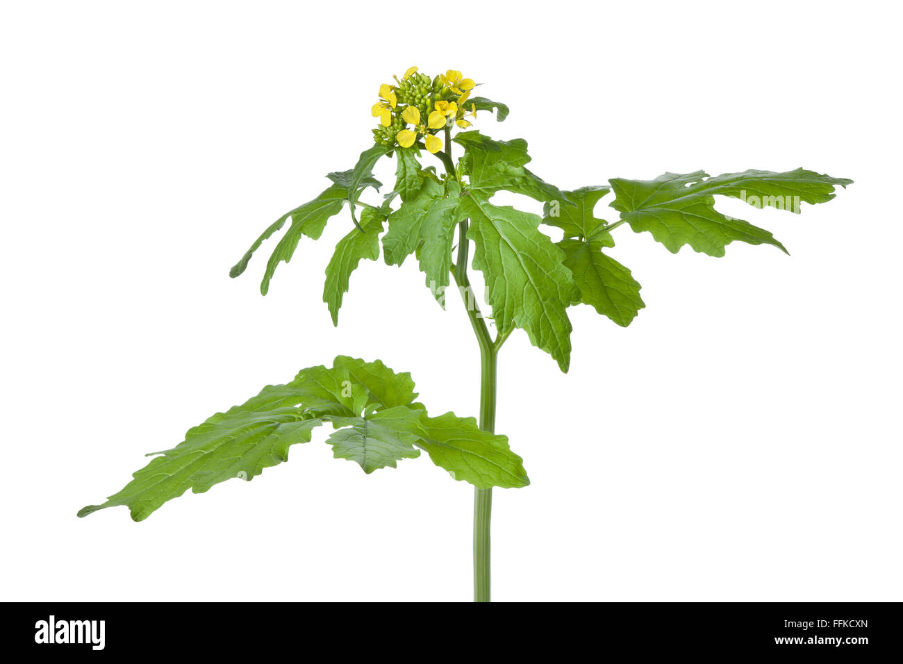 Frische gelbe Senf Blütenpflanze auf weißem Hintergrund Stockfoto