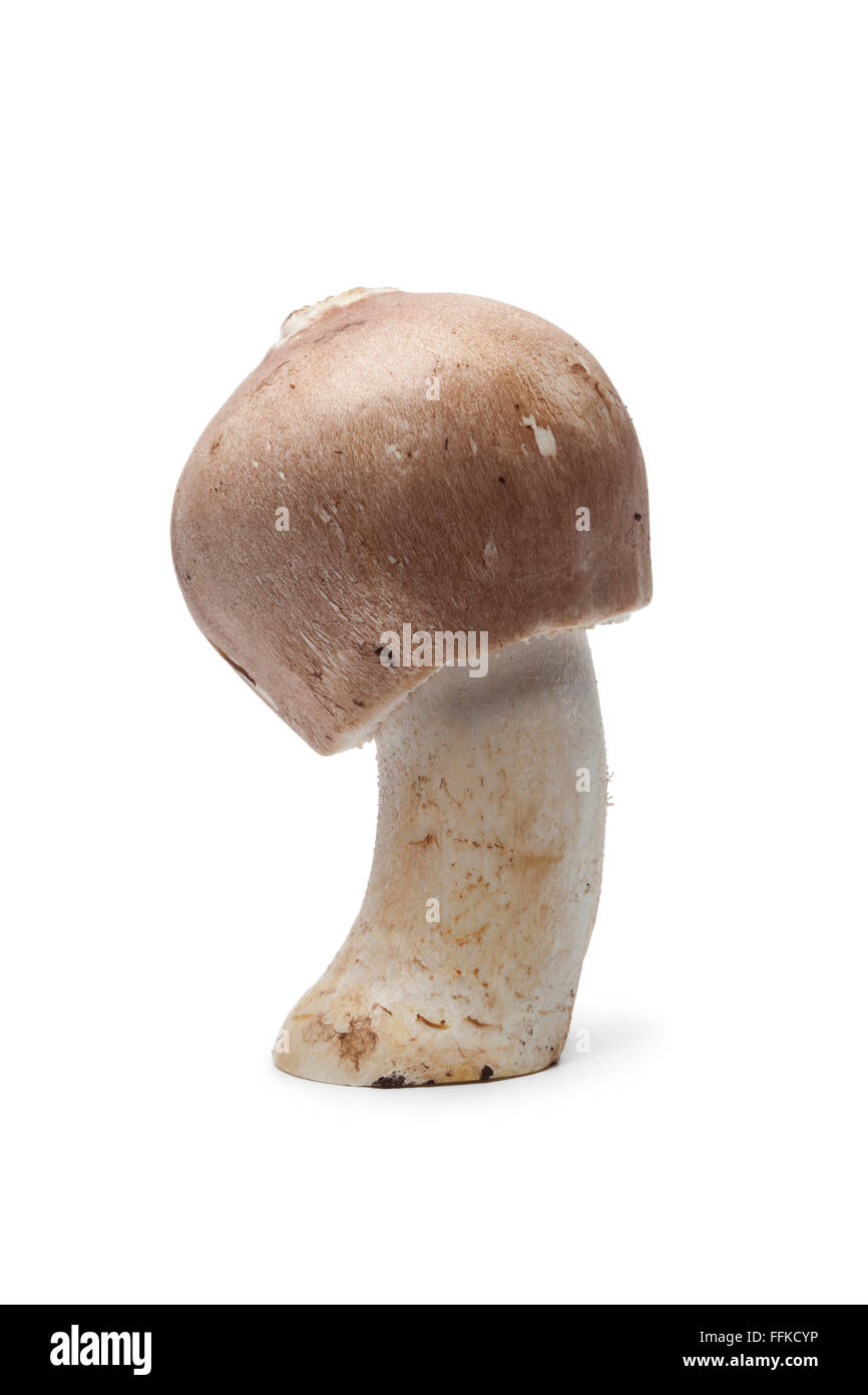 Ganze einzelne frische Mandel Pilz auf weißem Hintergrund Stockfoto