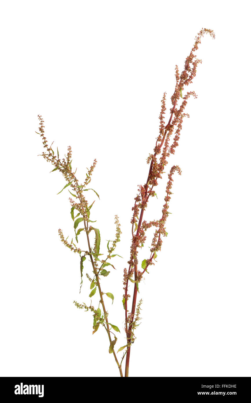 Sauerampfer frisch blühende Pflanze auf weißem Hintergrund Stockfoto