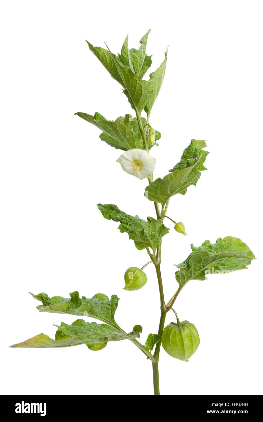 Zweig der Physalis mit Blume, Knospe und Laterne auf weißem Hintergrund Stockfoto