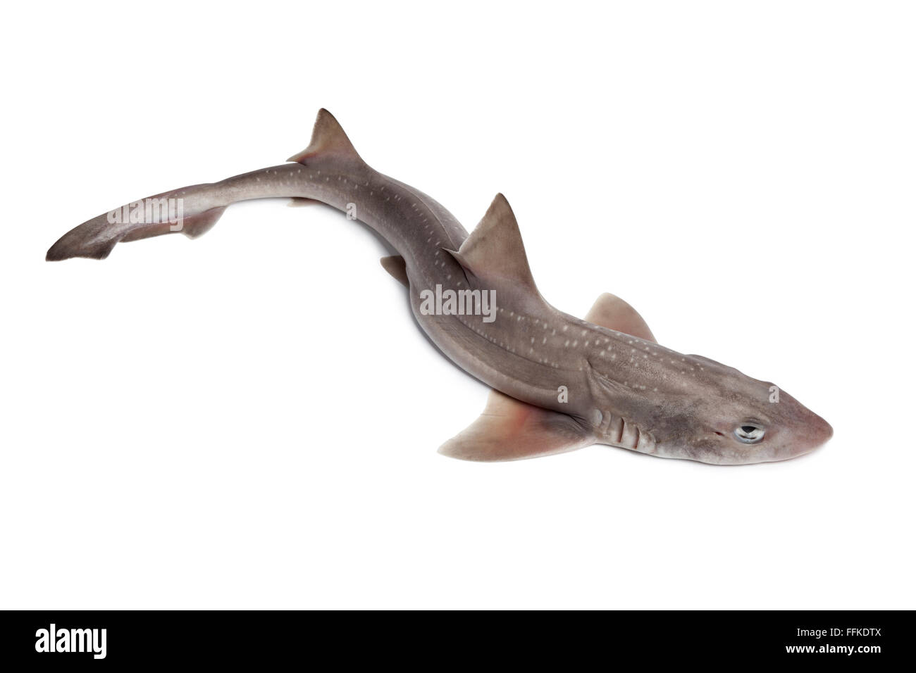 Ganz einzigen frischen Hai auf weißem Hintergrund Stockfoto