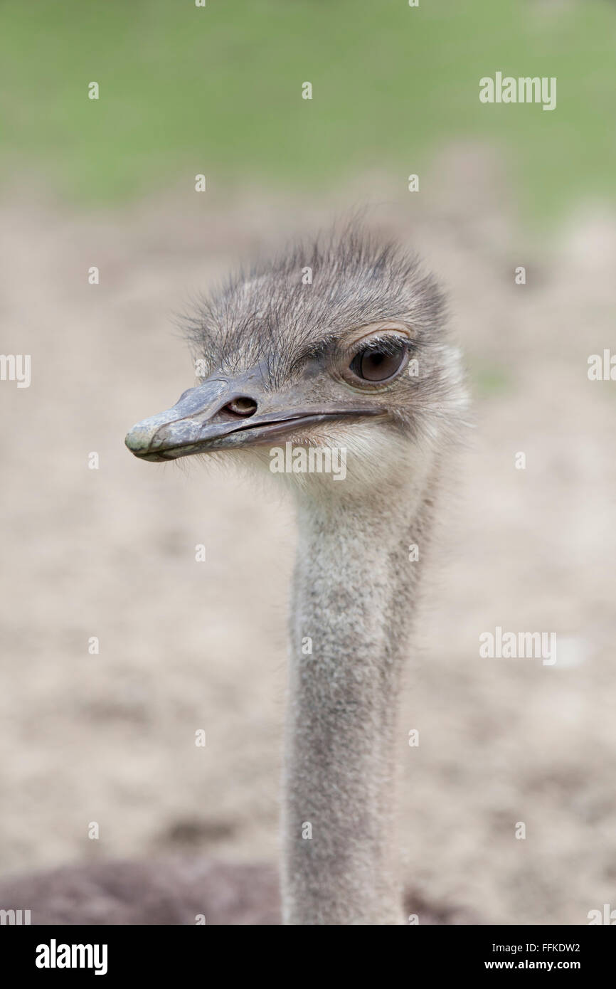 Junge Strauß Vogel auf einem Bauernhof Stockfoto