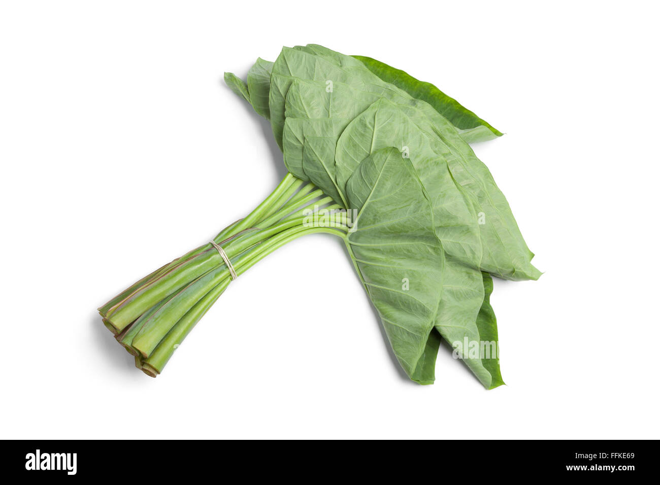 Reihe von ganzen frischen Taro Blätter auf weißem Hintergrund Stockfoto