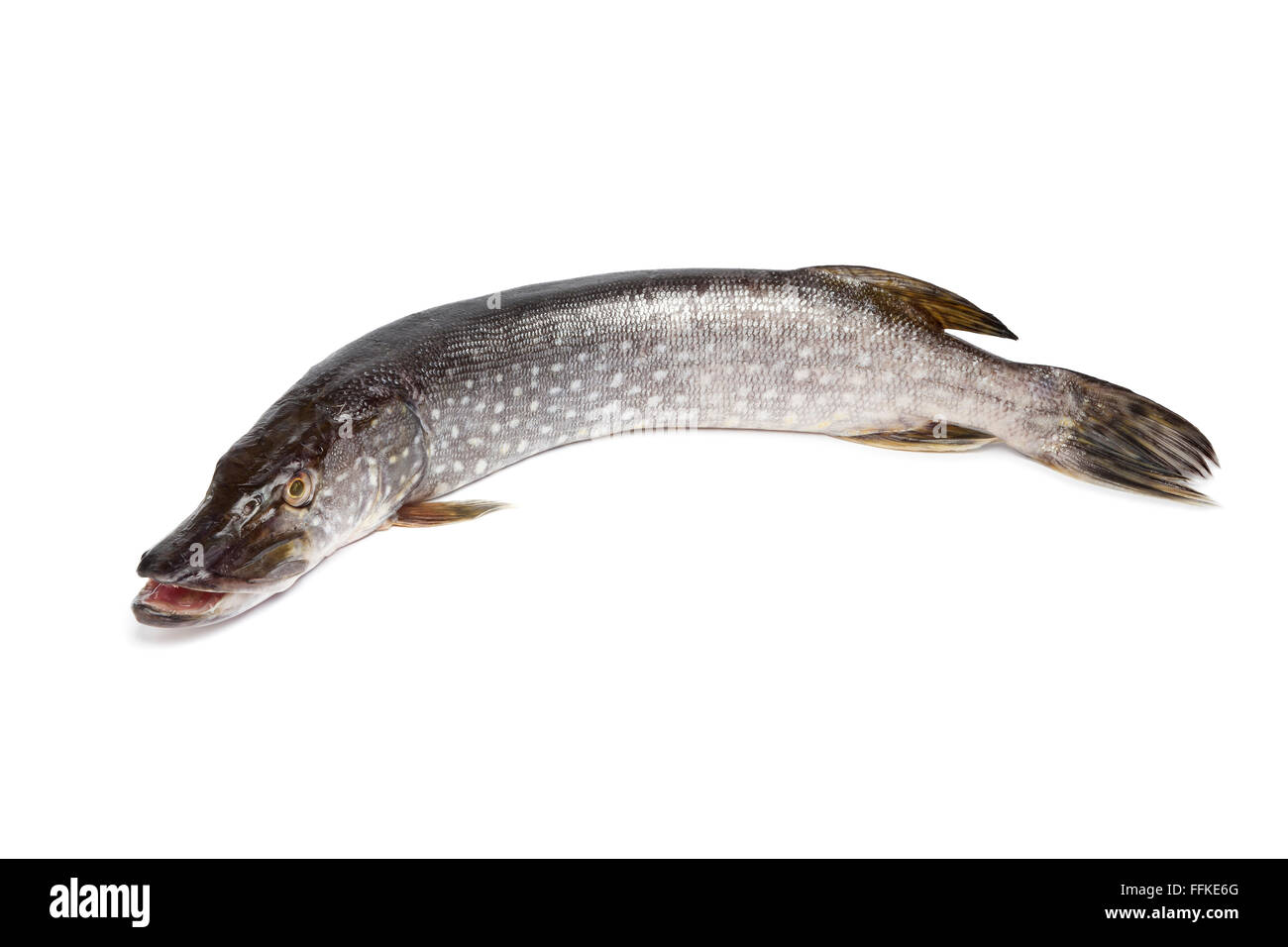 Frischer Hecht Fisch auf weißem Hintergrund Stockfoto