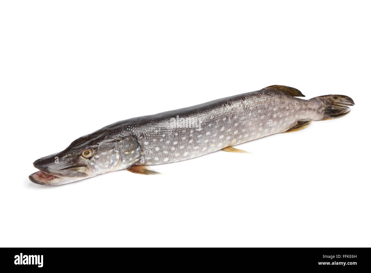 Frischer Hecht Fisch auf weißem Hintergrund Stockfoto