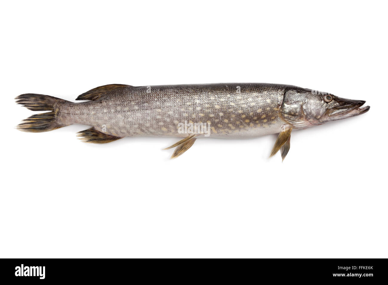 Frischer Hecht Fisch auf weißem Hintergrund Stockfoto