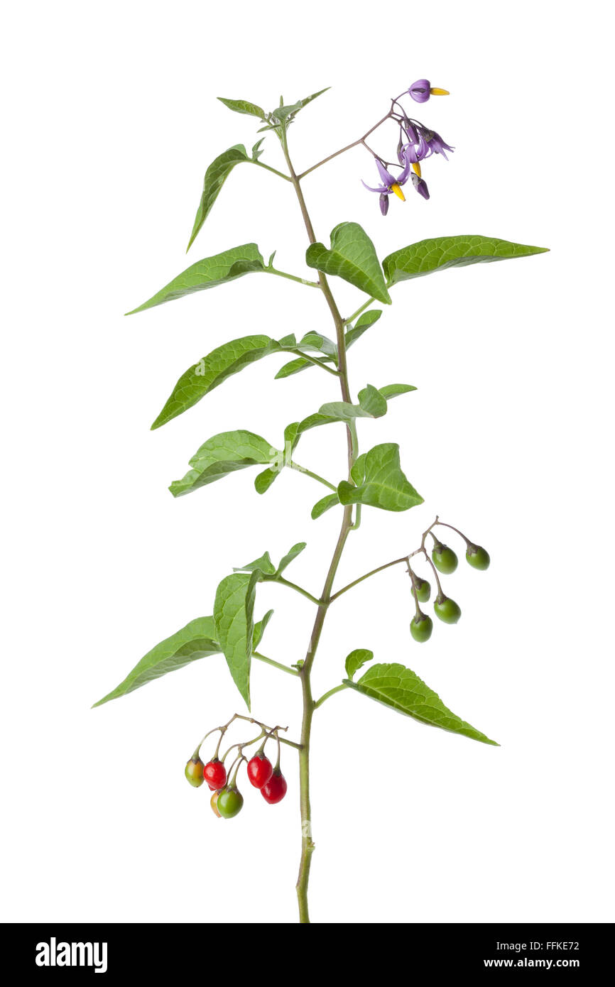 Bittersüß Pflanze mit Blüten und Beeren auf weißem Hintergrund Stockfoto