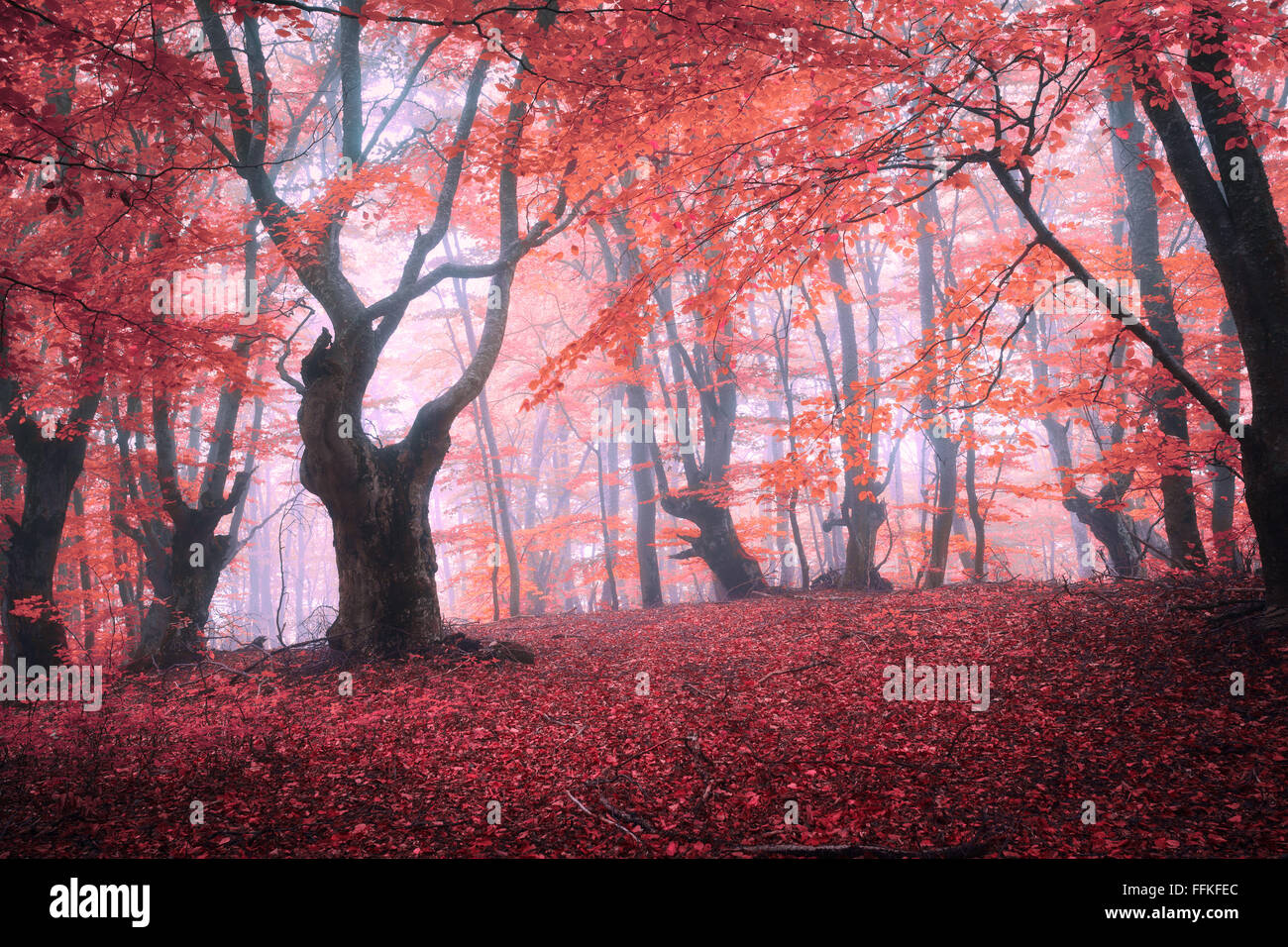 Schöne rote Zauberwald im Nebel im Herbst. Märchenlandschaft. Stockfoto