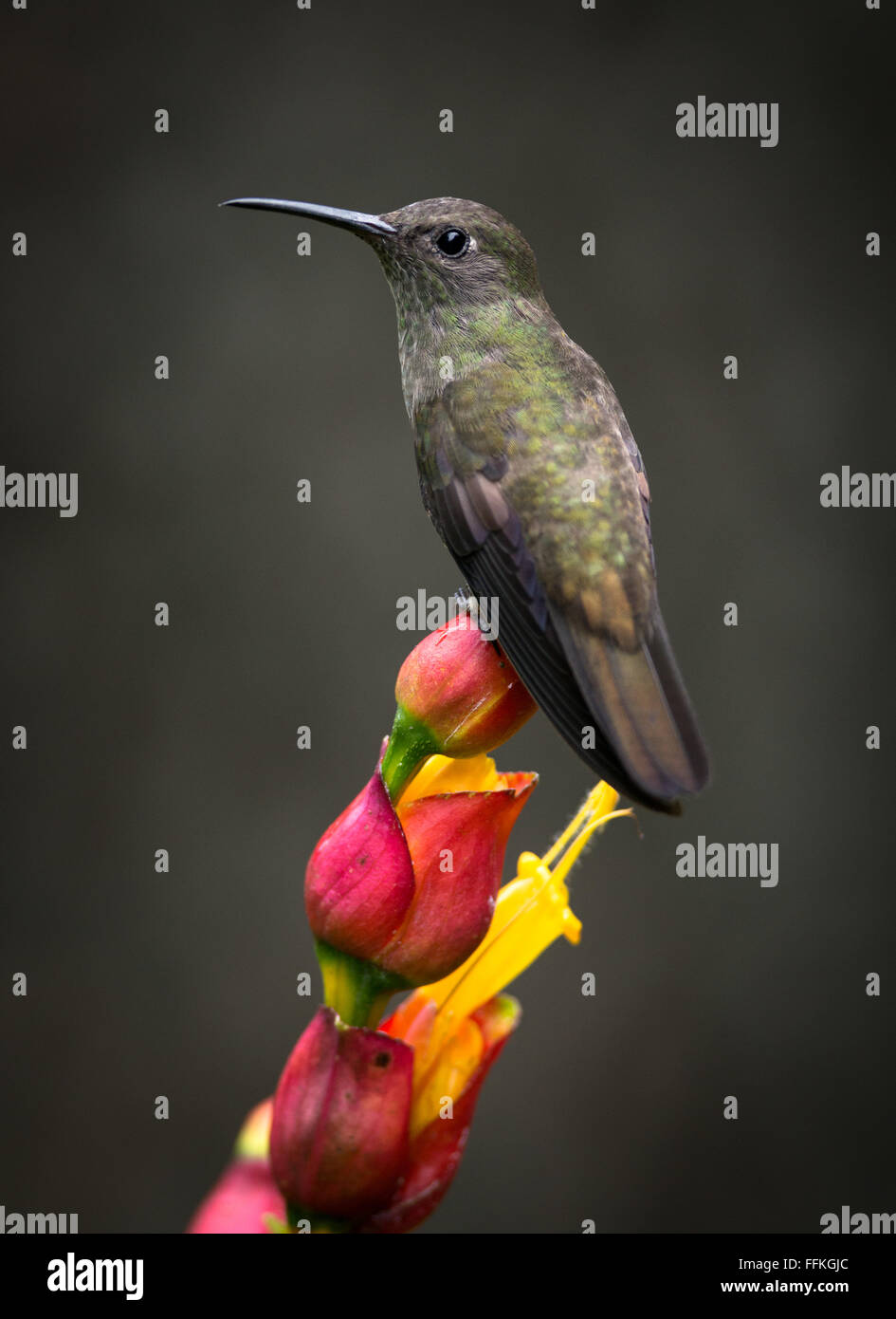 Ein düsterer Kolibri Stockfoto