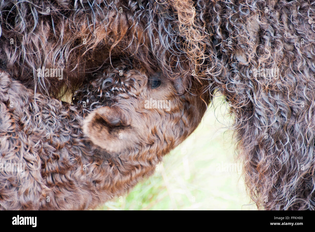 Aberdeen Angus Kalb säugen Stockfoto