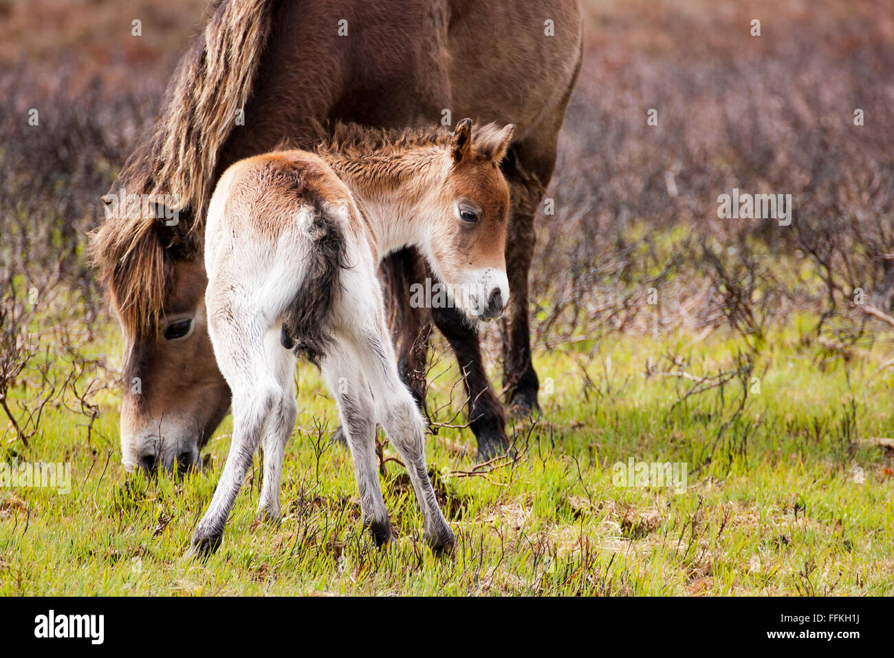 Exmoor Pony mit Fohlen Stockfoto