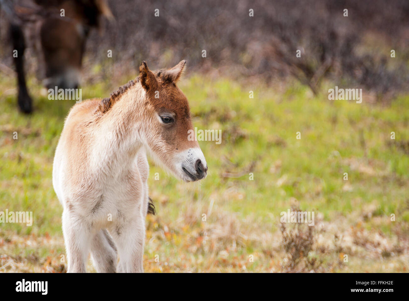 Exmoor Pony mit Fohlen Stockfoto