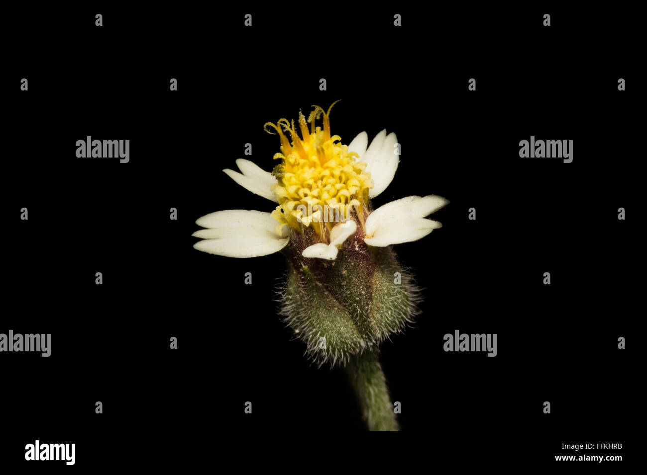 Weiße Anemone Blumen auf schwarzem Hintergrund Stockfoto