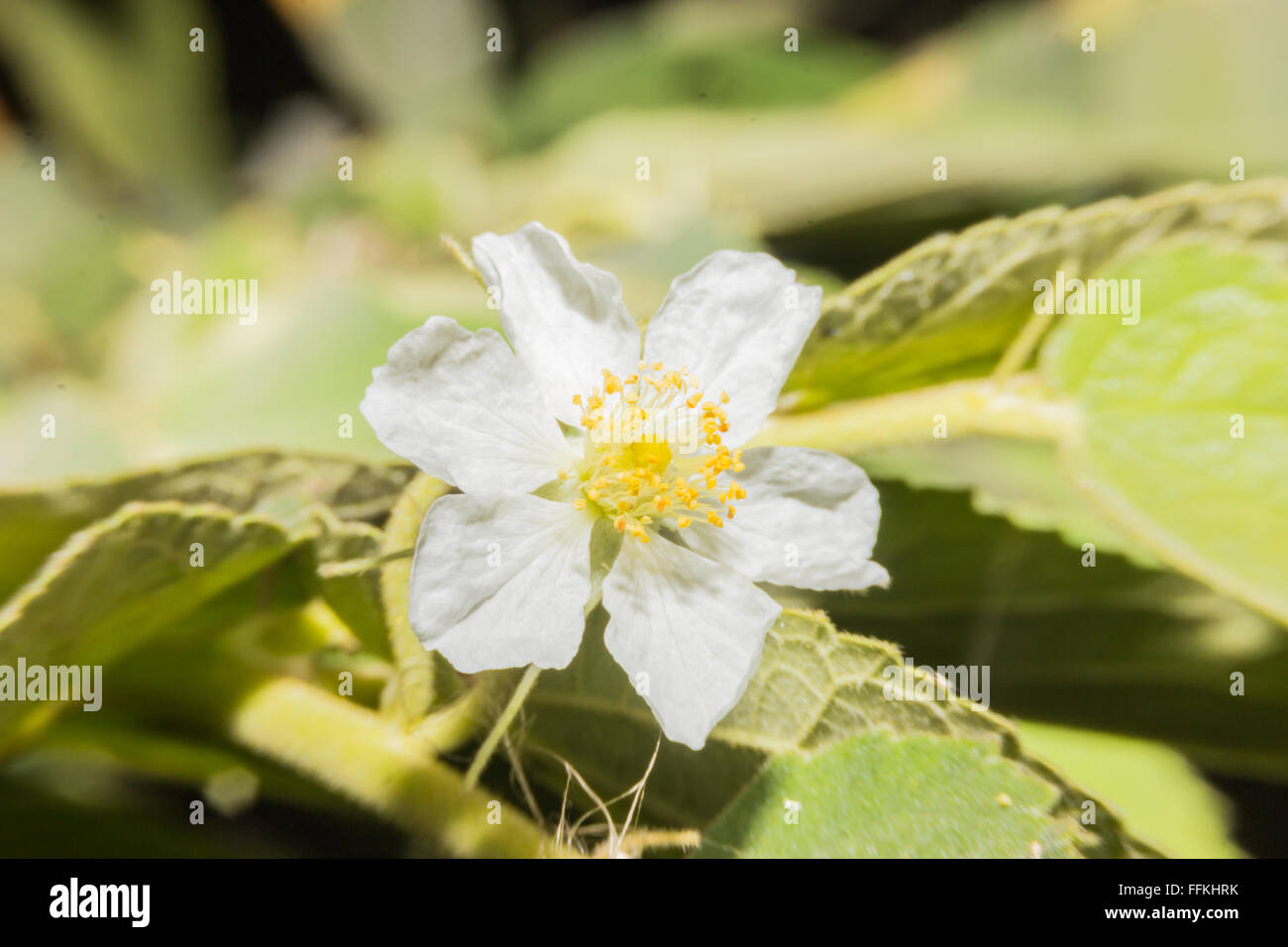 Weiße Anemone Blumen Stockfoto