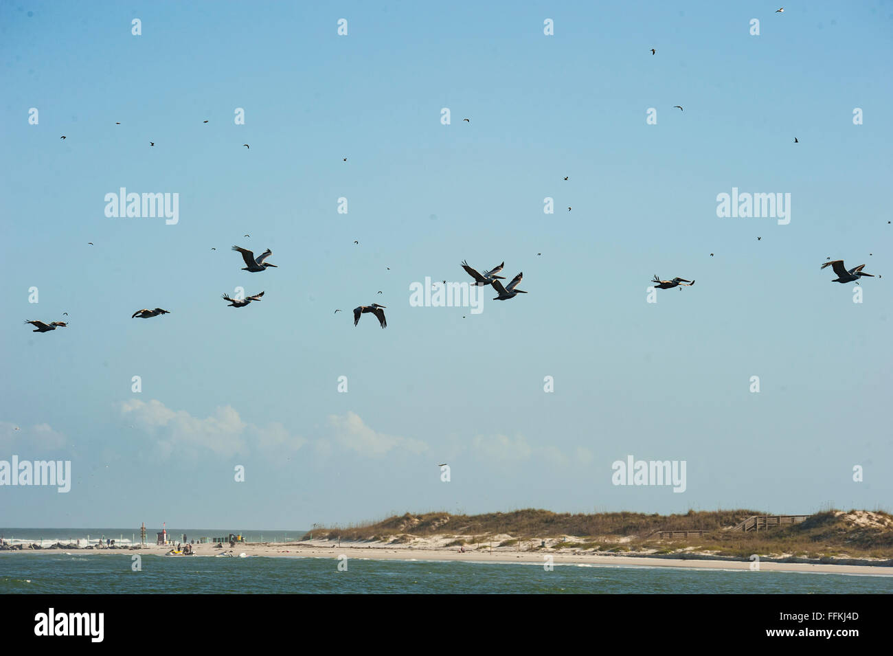 Pelikane und Möwen im Flug über Ponce Inlet, FL Stockfoto
