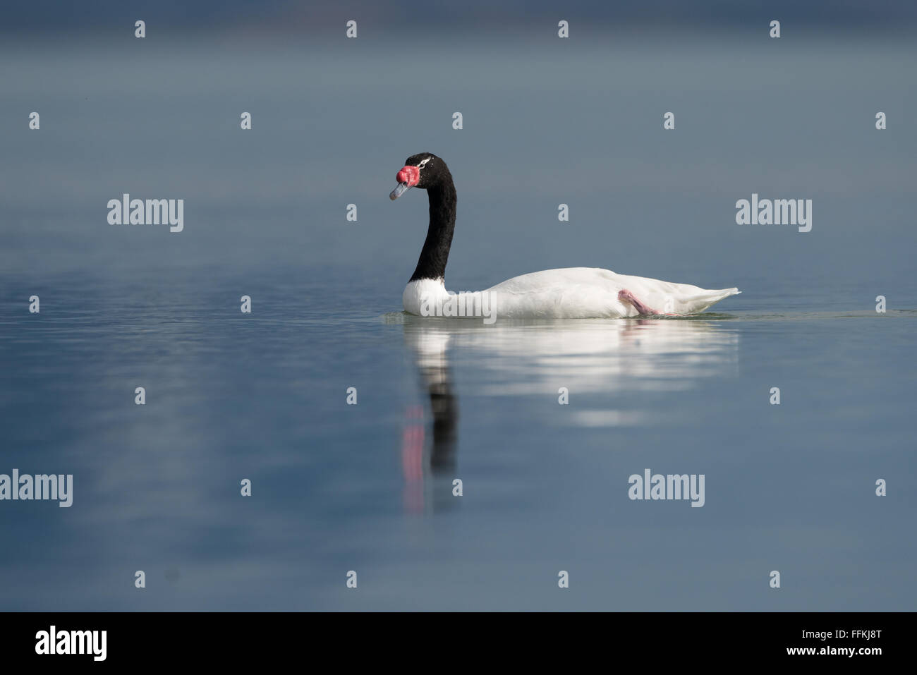 Ein schwarz-necked Schwan auf dem Wasser Stockfoto