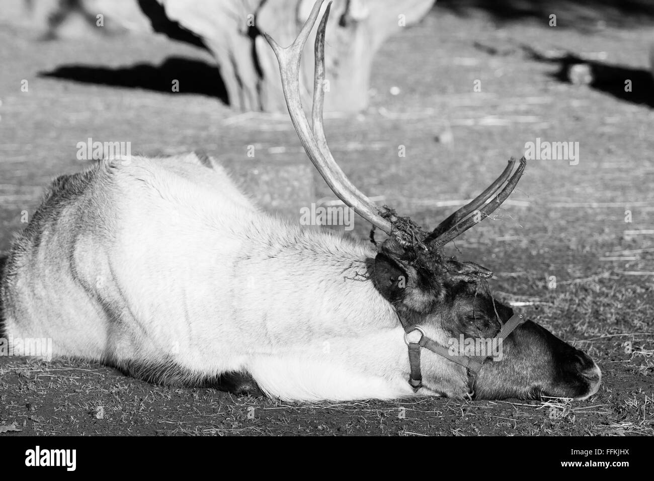 Rentiere sind bekannt als Caribou in Nordamerika - und sind berühmt für ziehende Santa's slay! Stockfoto