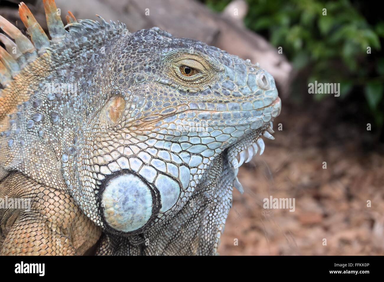 Leiter der gemeinsamen grüner Leguan (Iguana Iguana) Nahaufnahme Stockfoto