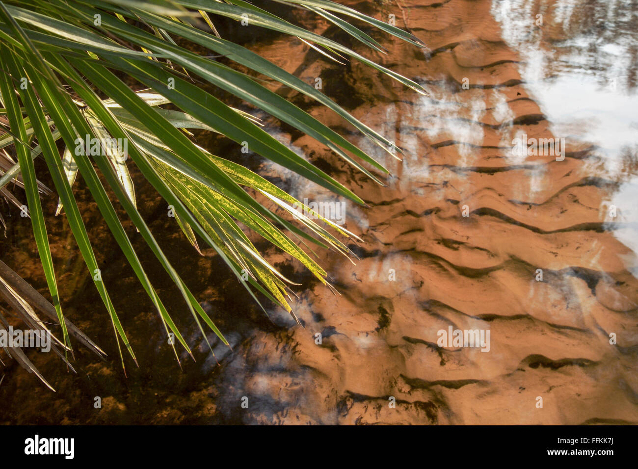 Saw Palmetto Blätter gefärbt Tannin, Wasser und Muster im Sand auf Juniper Creek, Ocala National Forest, FL Stockfoto