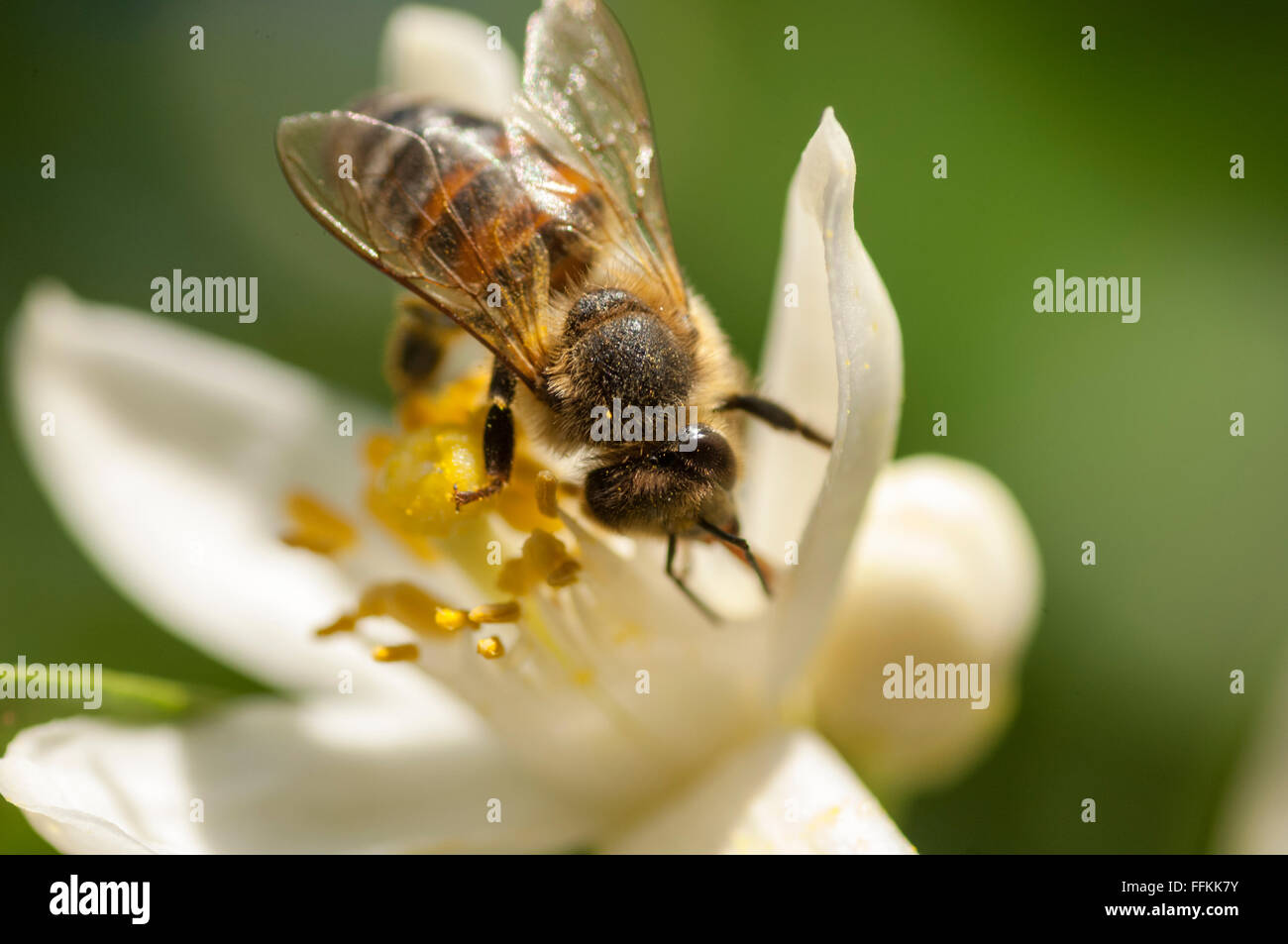 Honig Biene bestäubende Zitrus Blüte Stockfoto