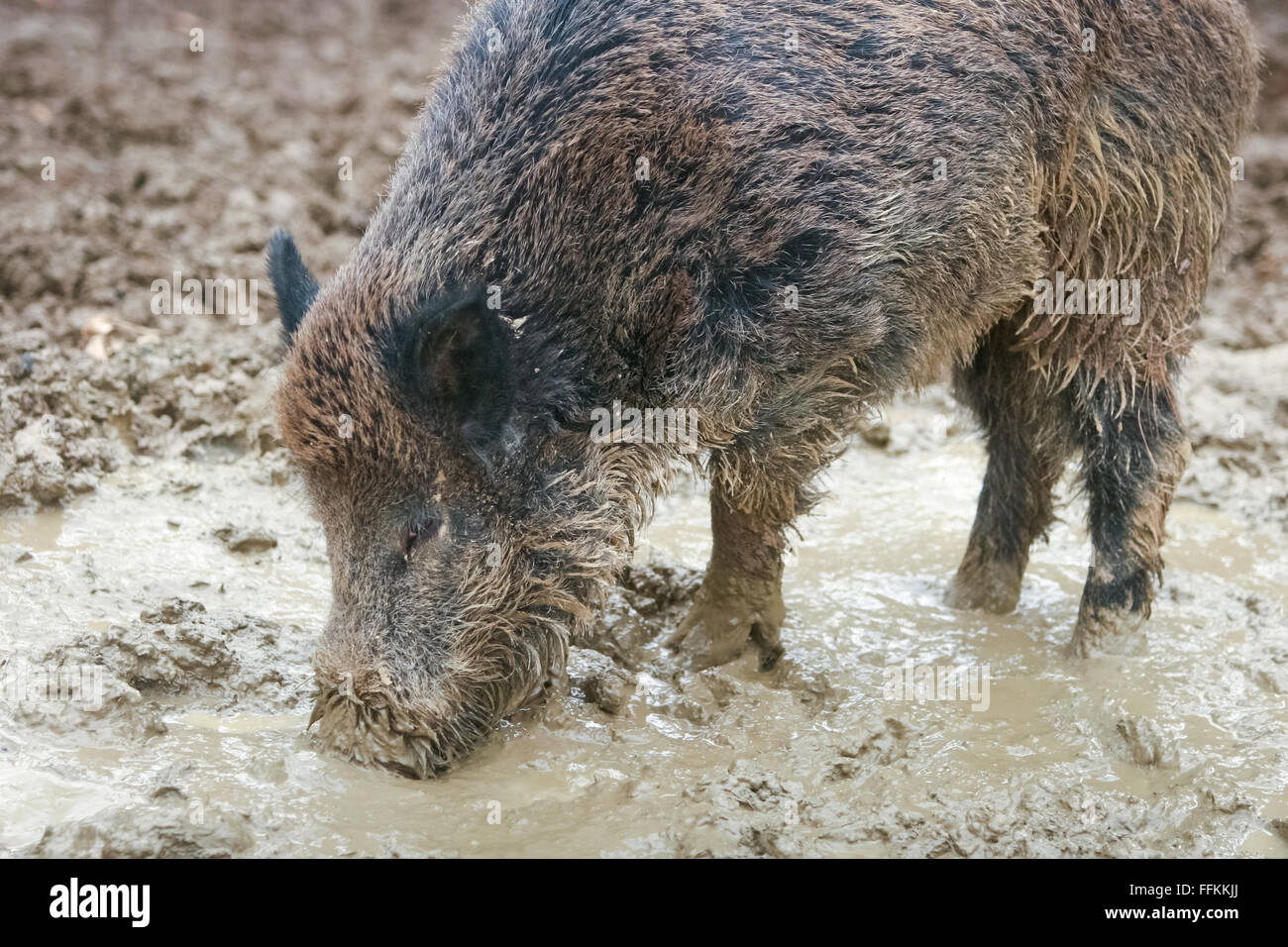 Eine Seitenansicht eines Wildschweine auf der Suche nach Nahrung in den Schlamm. Stockfoto