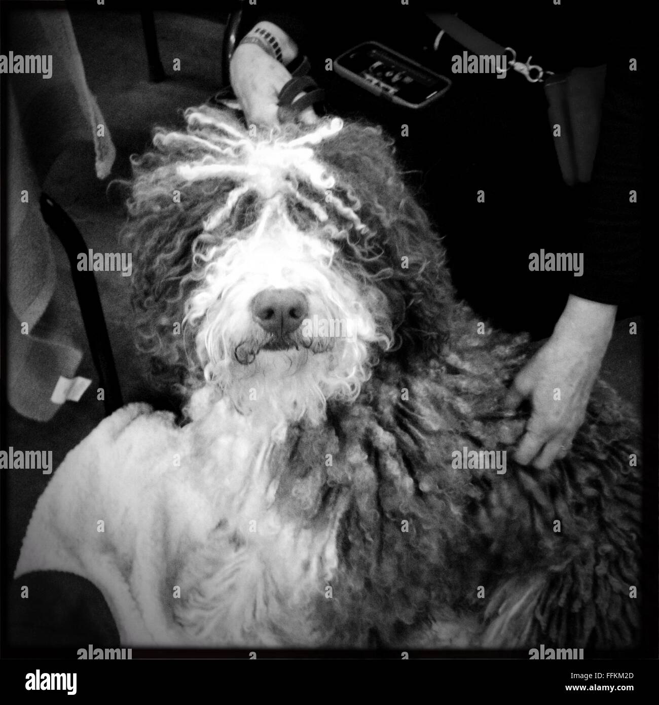 Backstage bei der Westminster Dog Show 2016 in New York City. Stockfoto