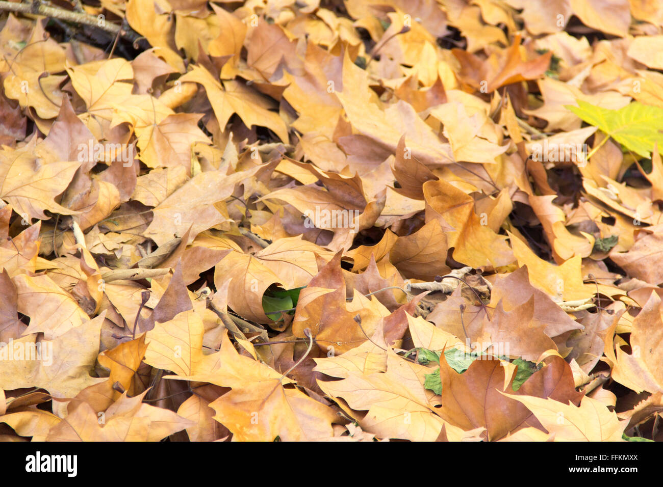 Herbst, Herbst, Blatt, Blätter, Mulch, Mulsh, trockene Blätter, braun, gelb, Textur, Korn Stockfoto