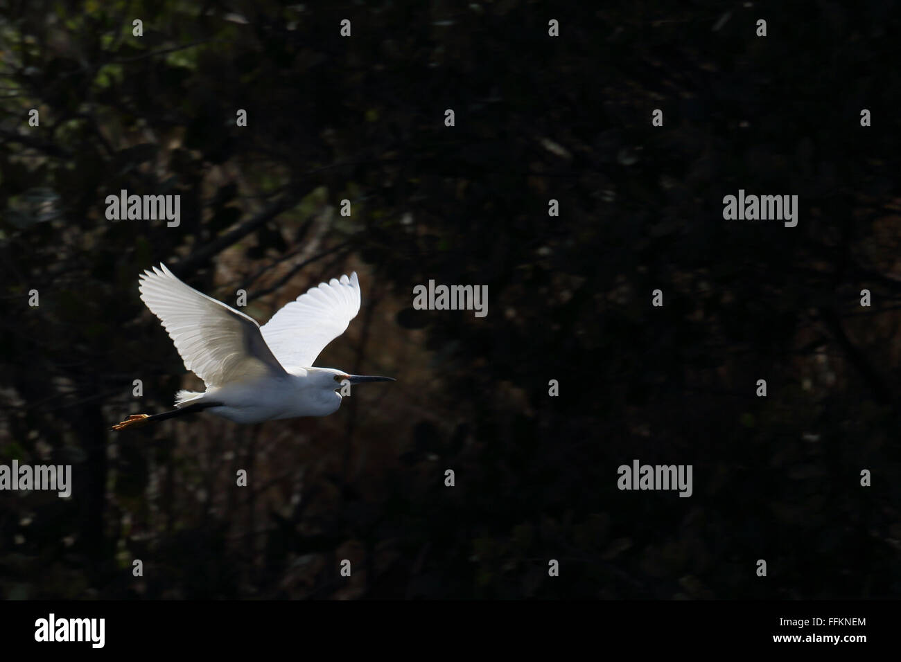 Snowy Reiher fliegen vor dunklen Büschen Stockfoto