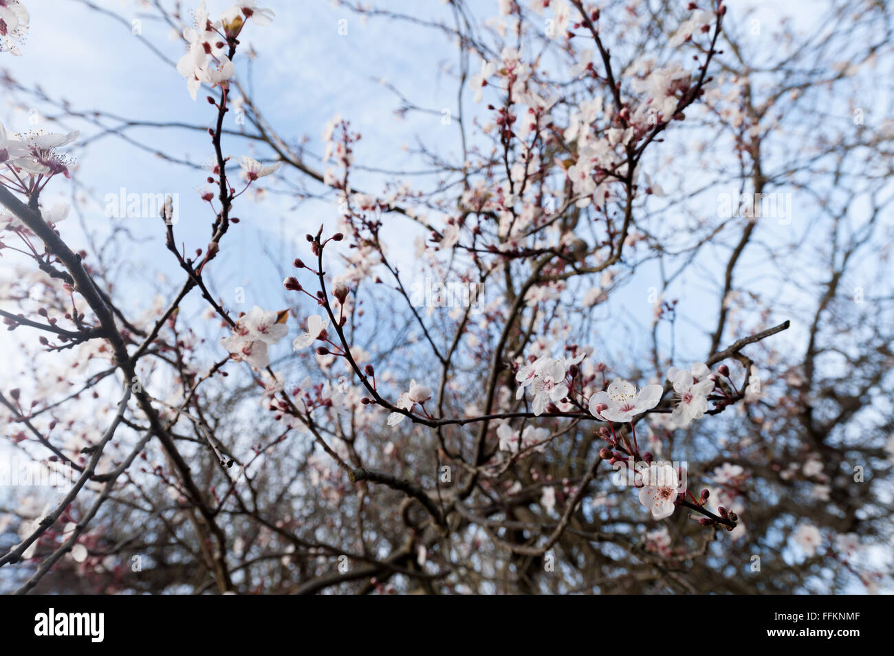 Detail der wilden Lot Kirschblüten blühen im Februar Beginn der Frühling Gegenlicht durch Sonnenschein Sonne Stockfoto