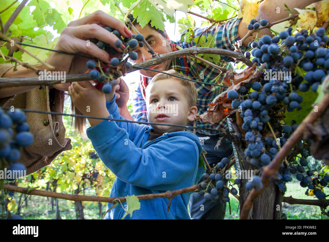 Vater und Sohn, die Ernte der Trauben im Weinberg Stockfoto
