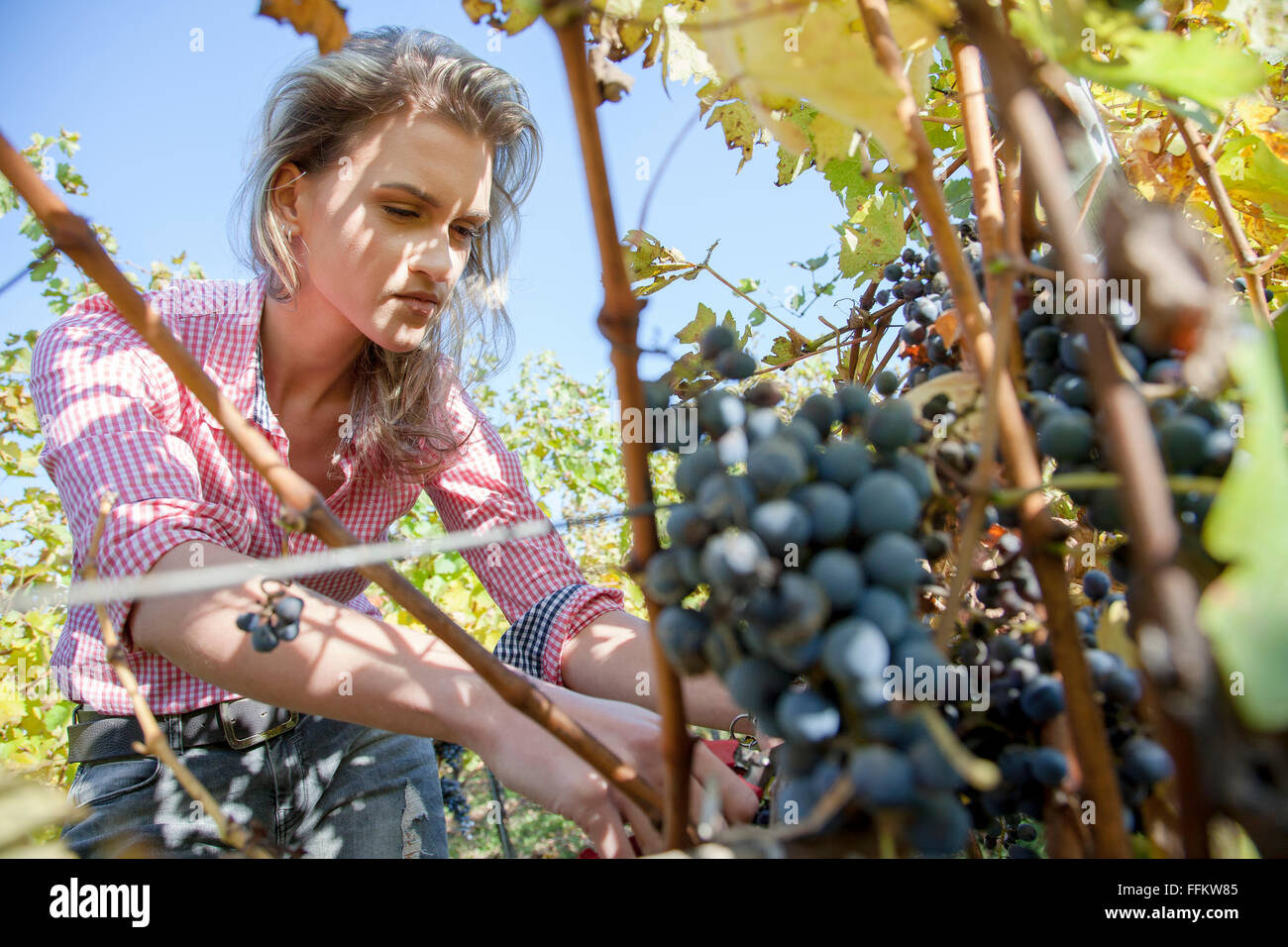 Junge Frau, die Ernte der Trauben im Weinberg Stockfoto