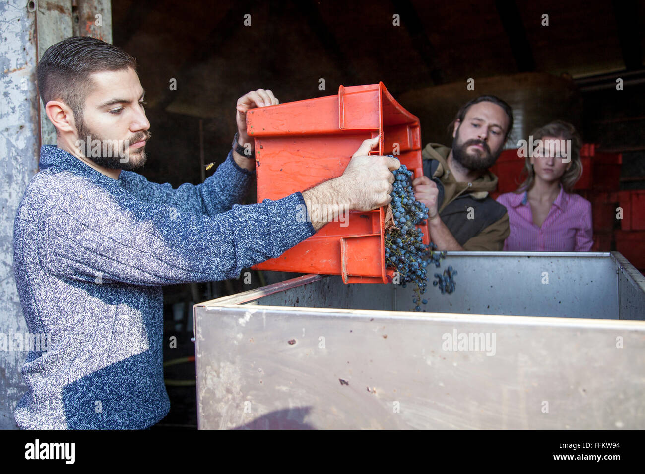 Zwei Männer entladen Trauben in Container im Weinberg Stockfoto