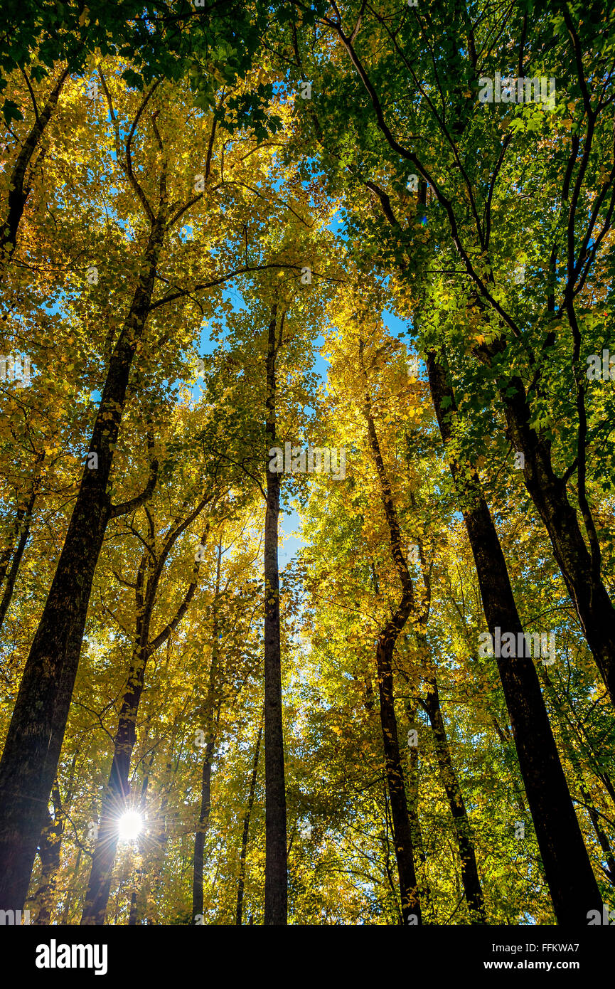 Smoky Mountain National Park, Bäume, fallen Farbe, grün, Orange, blau, Baum, gelb Stockfoto