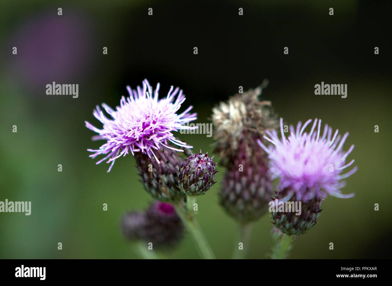 eine Distel Stockfoto