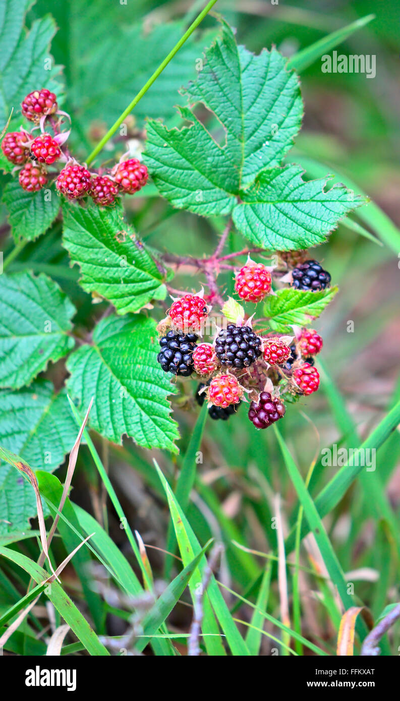 einige Brombeeren Stockfoto