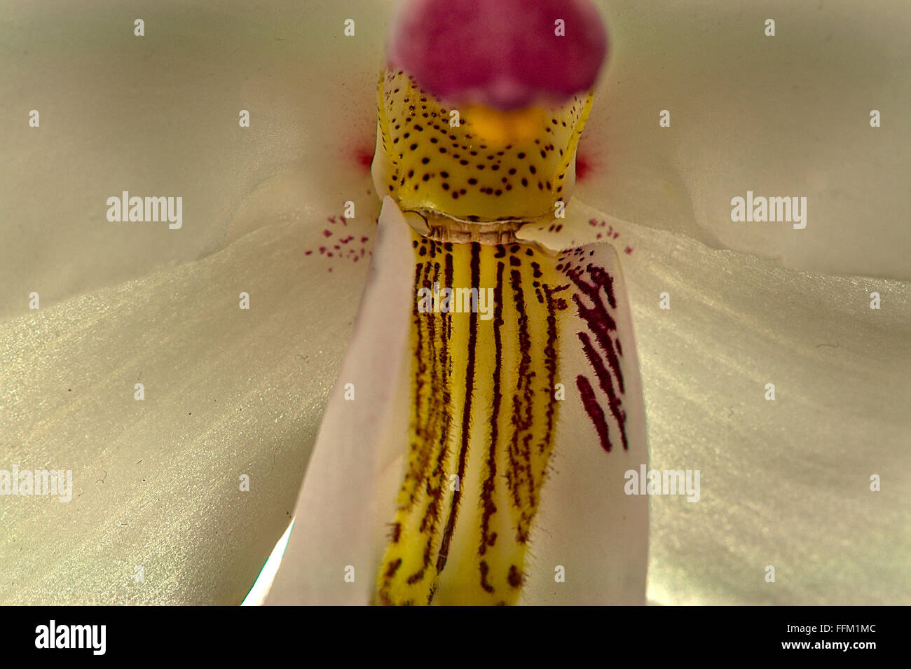 Gelbe Orchidee Stockfoto