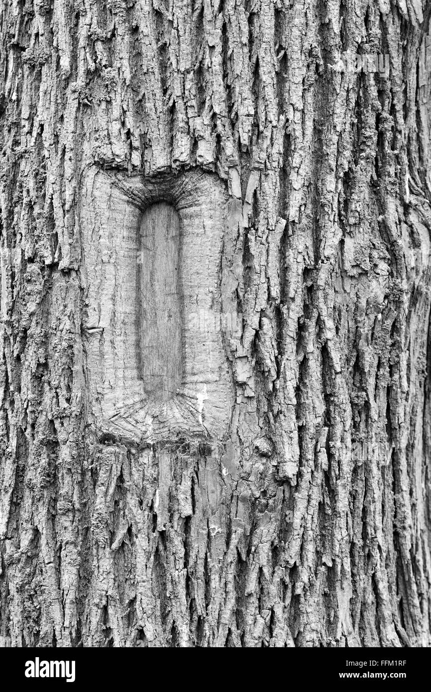 Rechteckige Narbe am Baumstamm. Eine alte würde eine geometrische Form auf den Stamm der großen Baum verlassen hat Stockfoto