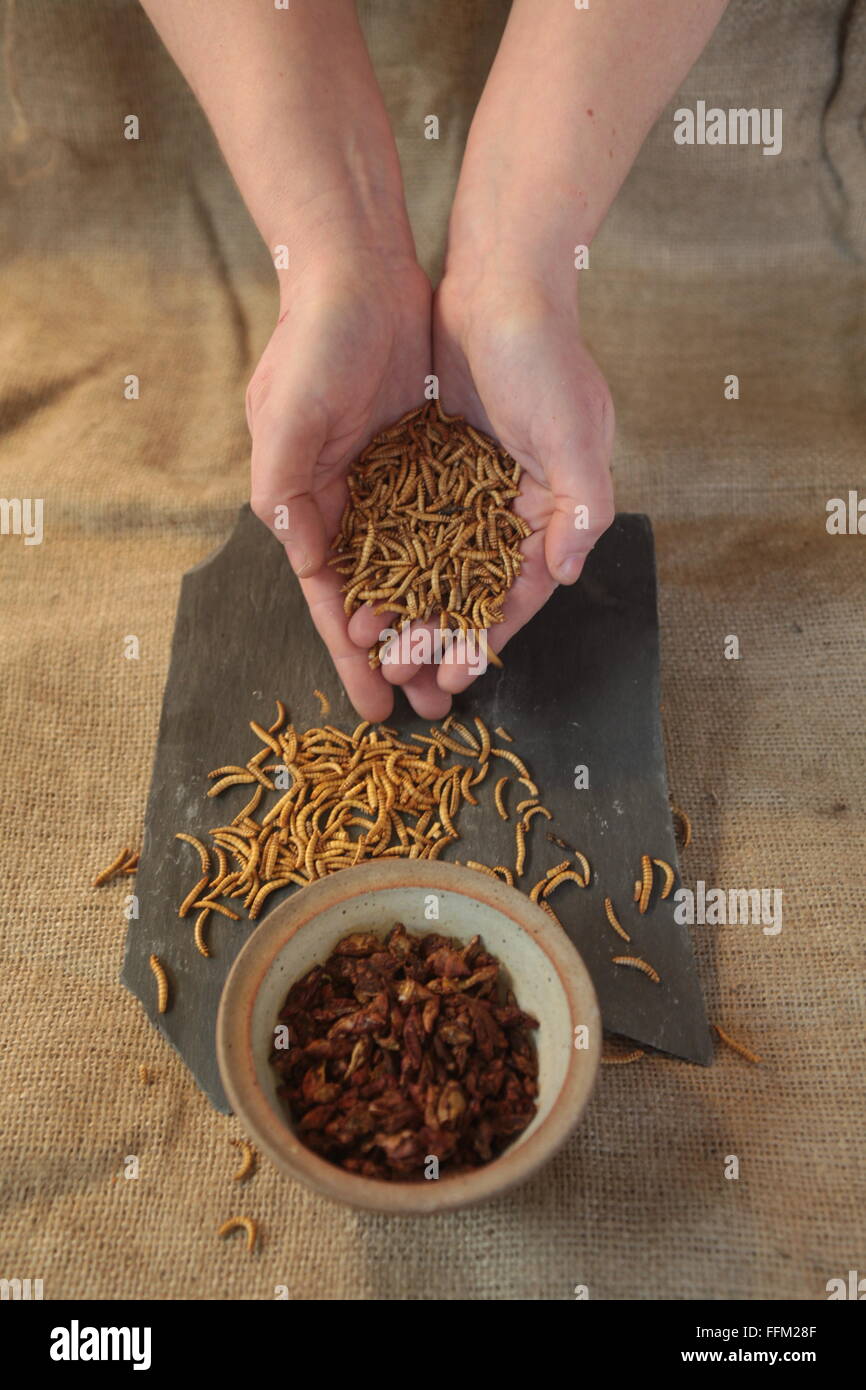 Hände mit Nahrung, Insekten, Mehlwürmer, Steingut-Schale, Stockfoto