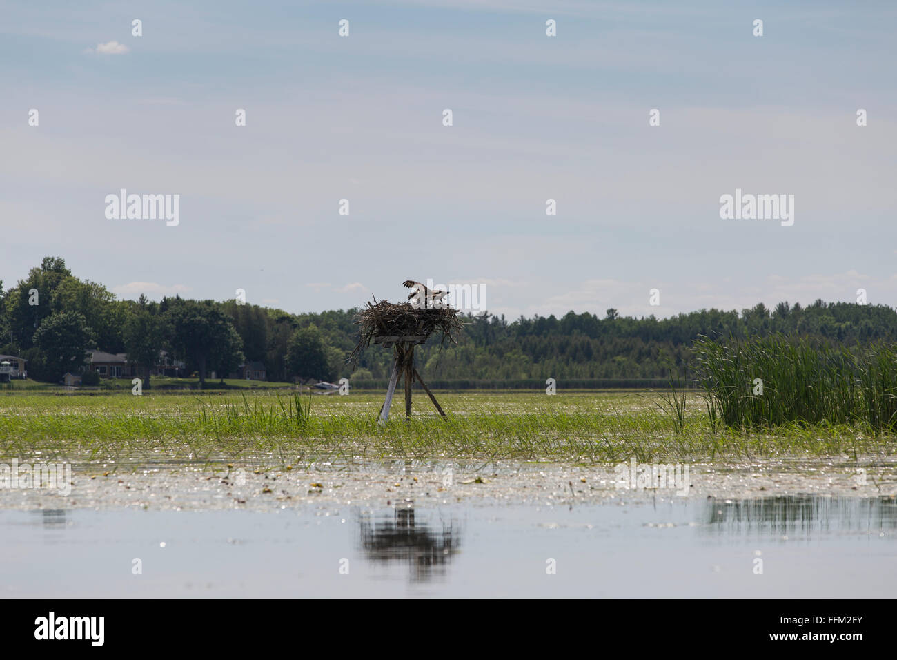 Ein Fischadlernest Stockfoto