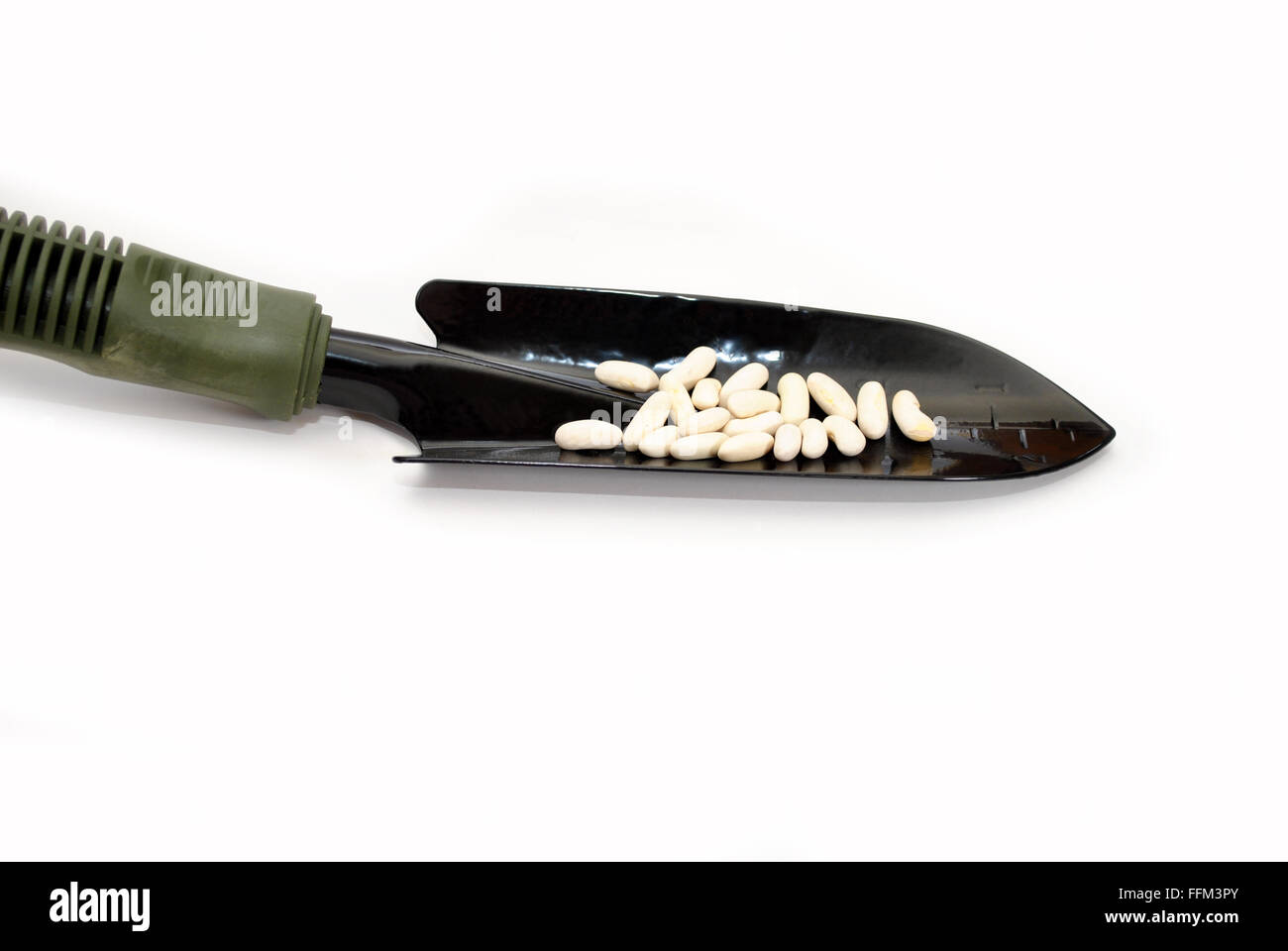 Weiße Bohnensamen auf ein Spaten Schaufel über weiß Stockfoto