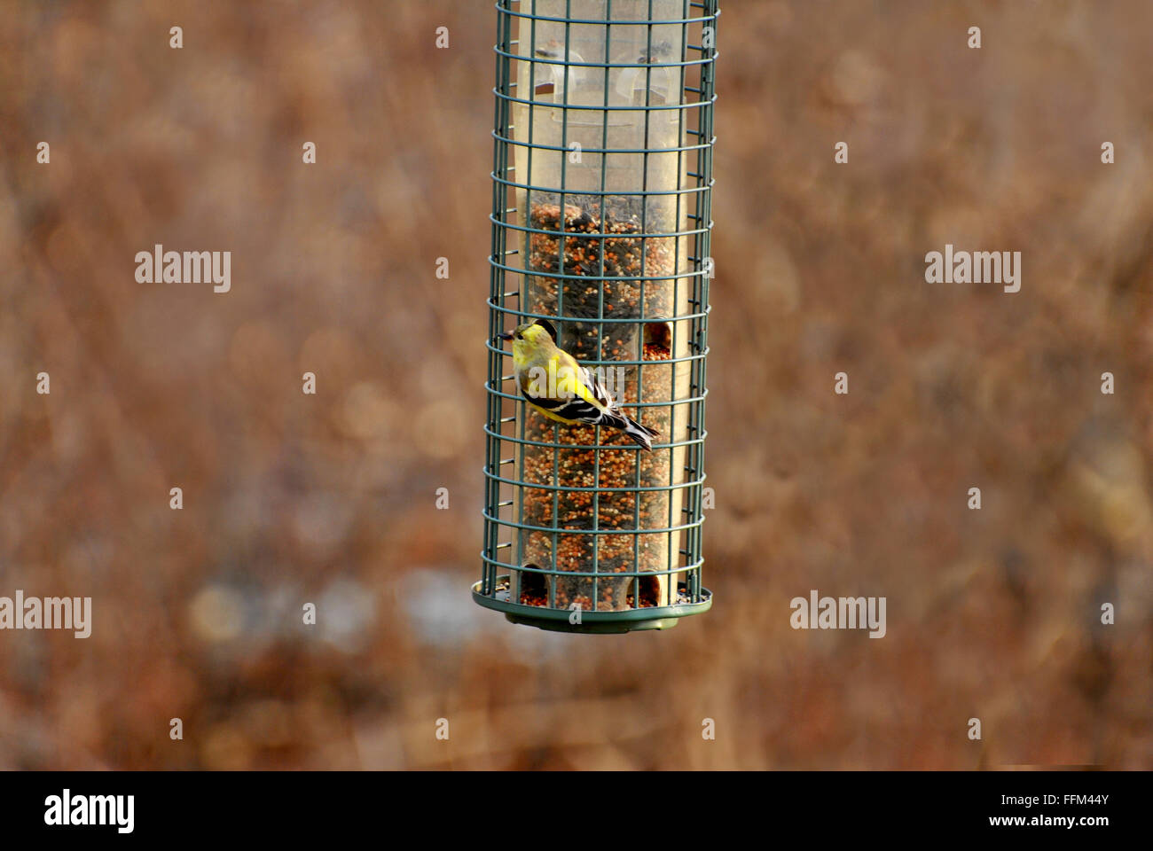 American Gold Finch Fütterung im Frühjahr Stockfoto
