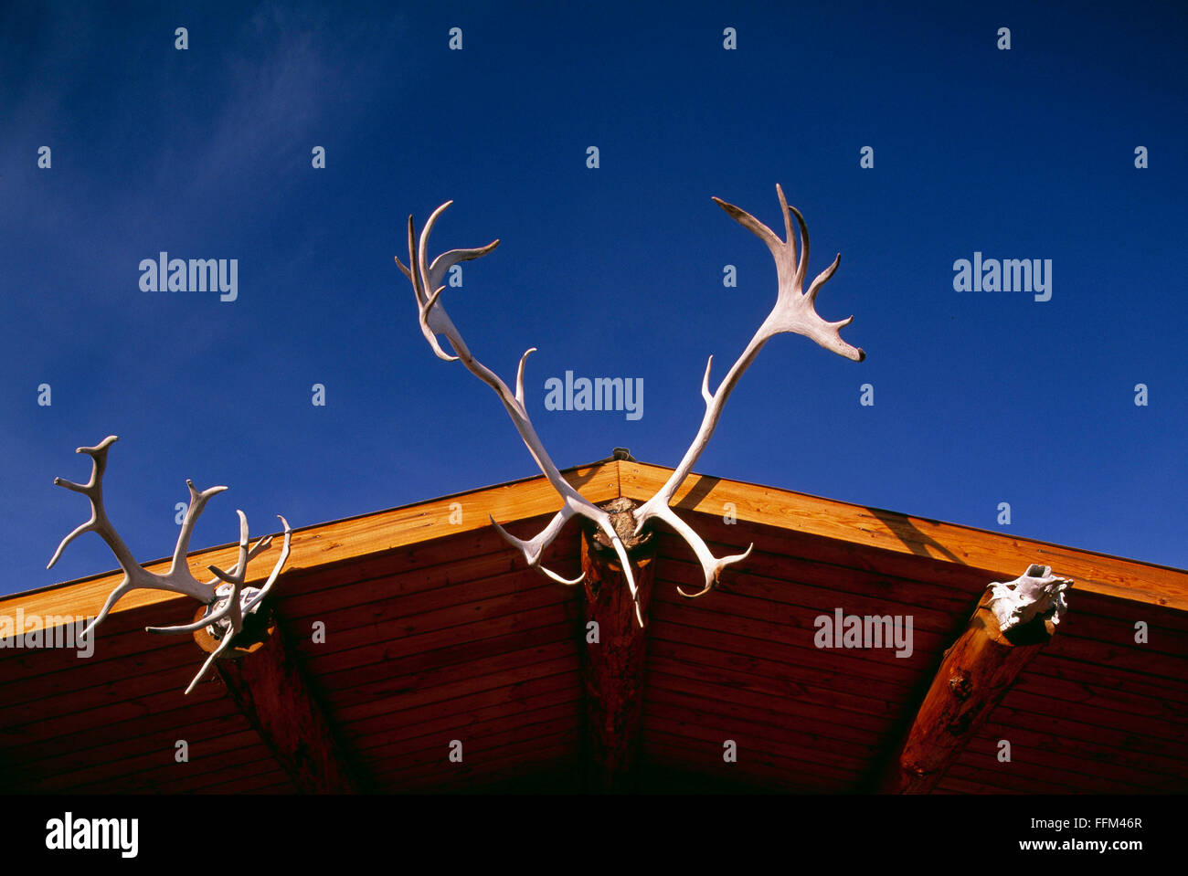 Caribou Geweih auf Dach der Kabine montiert Stockfoto