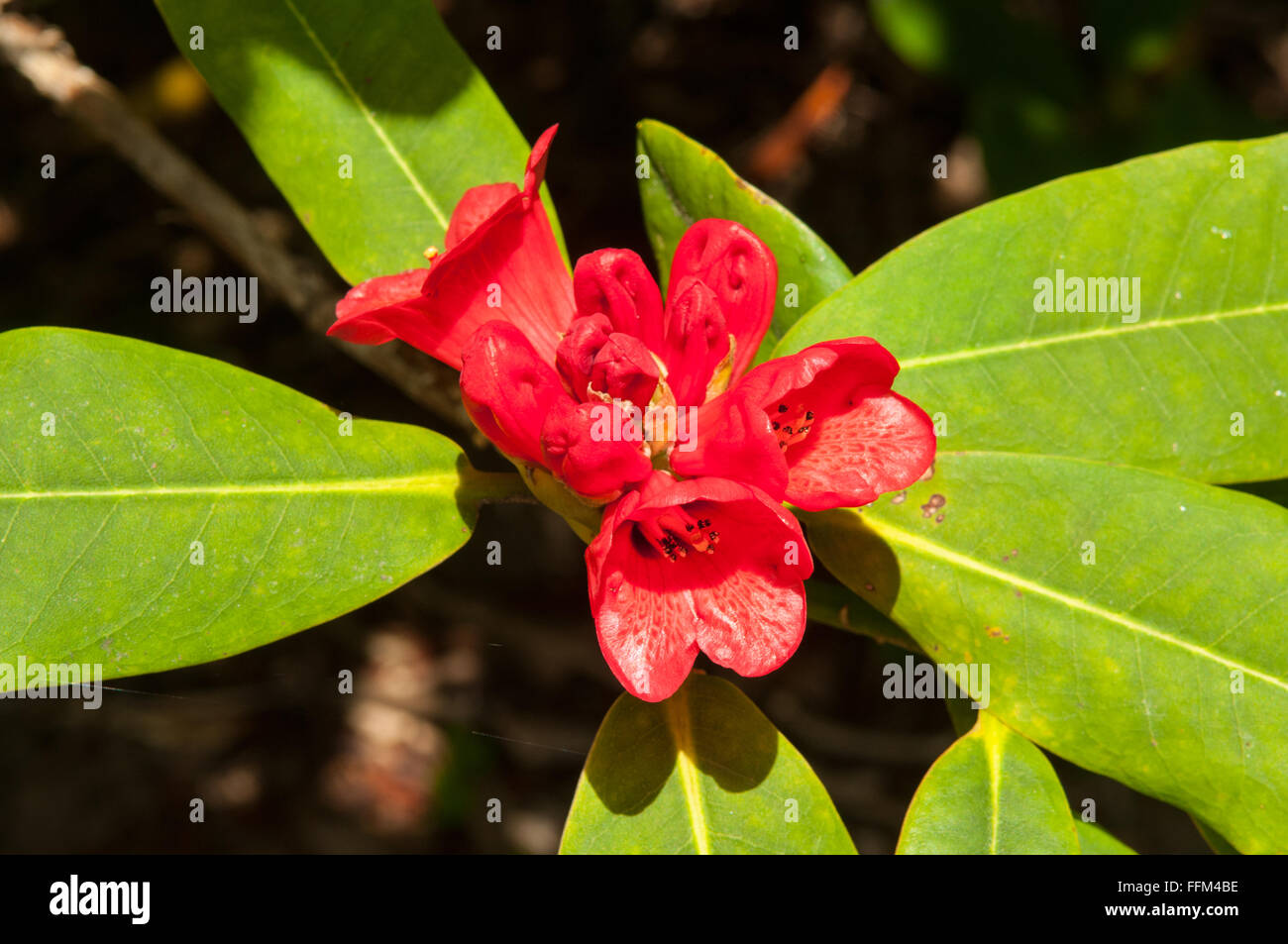Rhododendron facetum Stockfoto