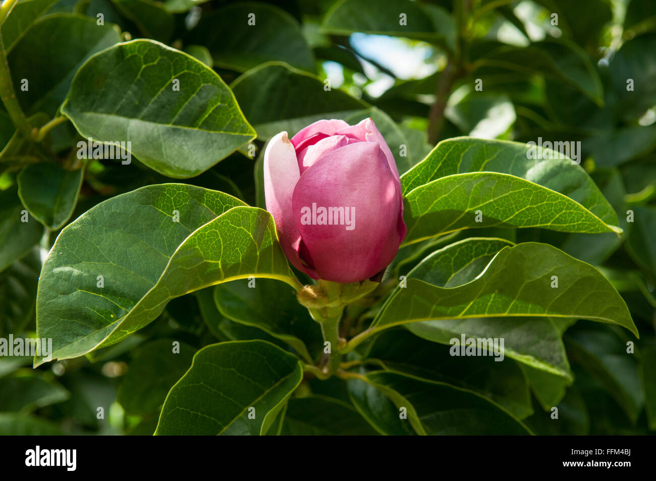 Magnolia "Schwarze Tulpe" Stockfoto