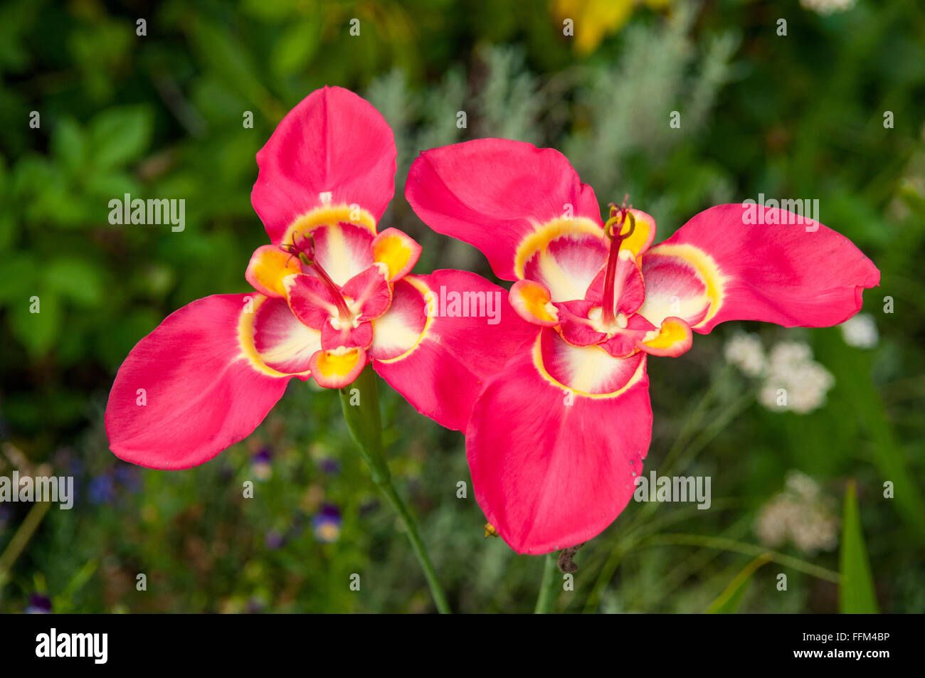 Tigridia Pavonia, rot Jockey Kappe Lilie Stockfoto